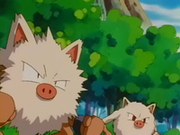 EP235 Primeape y Mankey (2).png