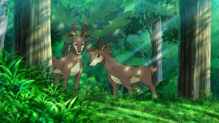 Sawsbuck