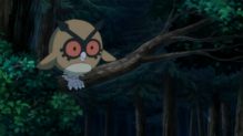 Hoothoot