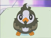 Starly