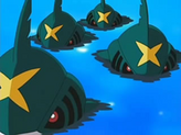 Sharpedo