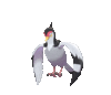 Imagen de Tranquill en Pokémon Espada y Pokémon Escudo