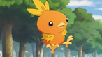 Torchic