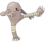 Hitmonlee.png