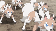EP1046 Lycanroc usando doble equipo.png