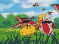 Varios Spearow usando picotazo.