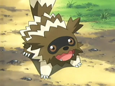 Zigzagoon