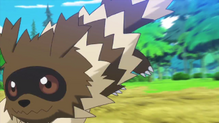 Zigzagoon