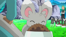Minccino