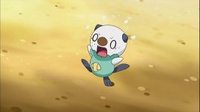 Oshawott asustado.