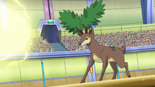 Sawsbuck