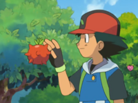 Ash tomando una baya Tamato/Tamate.