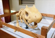 Representación del esqueleto de Tyrunt