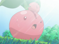 Cherubi de Gardenia cegado por el sol.