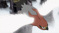 Talonflame de Ash usando ala de acero.