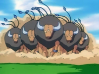 Tauros de Ash cuando eran salvajes.