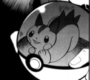 Pachirisu