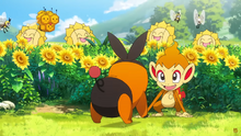 Chimchar jugando con Tepig.