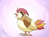 Pidgeotto