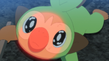 Grookey herido.