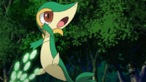 Snivy