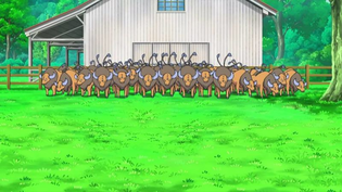 Imagen de Tauros
