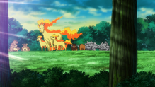 Ponyta