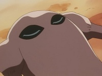 Hitmonlee de Shiro dormido por somnífero.