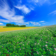 Fondo de Hokkaido