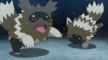 Zigzagoon