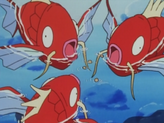 Magikarp