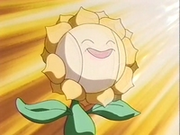 EP137 Sunflora (5).png