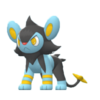 Luxio DBPR hembra.png