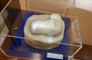 Fósil mandíbula