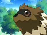 Zigzagoon