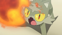 Litten salvaje usando ascuas.