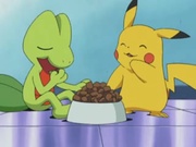 EP297 Treecko y Pikachu comiendo.jpg