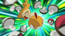 Scraggy usando Golpe cabeza.