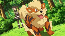 Arcanine