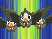 EP472 Starly.png