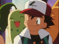 Chikorita en el hombro de Ash.