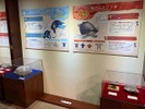 Una exhibición de Tirtouga