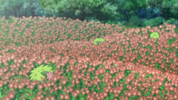 Varios Shaymin al final de la película entre las flores.