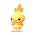 Imagen de Torchic variocolor macho en Leyendas Pokémon: Z-A