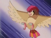 Pidgeotto