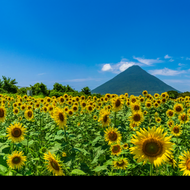 Fondo de Kagoshima