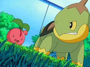 EP506 Cherubi vs Turtwig.png