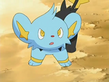 Shinx