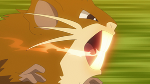 Un Raticate salvaje usando Supercolmillo/Superdiente.