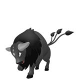 Tauros de Paldea variedad combatiente